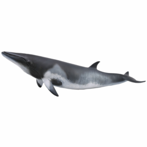 CollectA - Toy Replica - Minke Whale