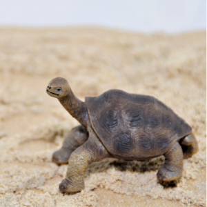 CollectA - Toy Replica - Tortoise Pinta Island (George)
