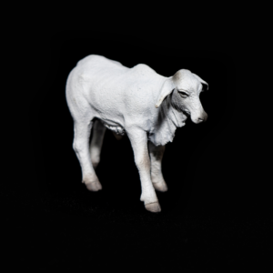 CollectA - Toy Replica - Brahman Calf Grey