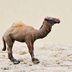 CollectA - Toy Replica - Dromedary Camel