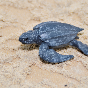 CollectA - Toy Replica - Leatherback Sea Turtle