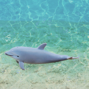 CollectA - Toy Replica - Bottlenose Dolphin Calf