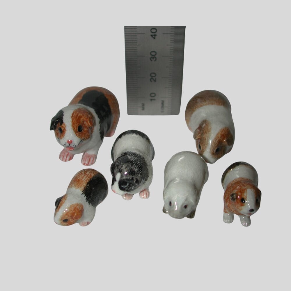 TMT Imports - Miniature - Guinea Pig - Medium