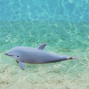 CollectA – Toy Replica – Bottlenose Dolphin Calf