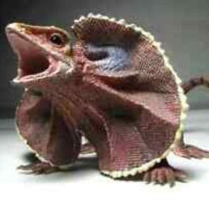 CollectA – Toy Replica – Frill Necked Lizard