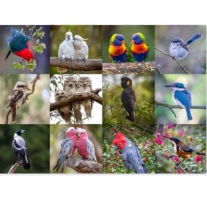 Lotje McDonald 1000 Piece Jigsaw Puzzle – Australian Native Birds