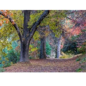 Lotje McDonald 1000 Piece Jigsaw Puzzle – Bright Autumn Walk