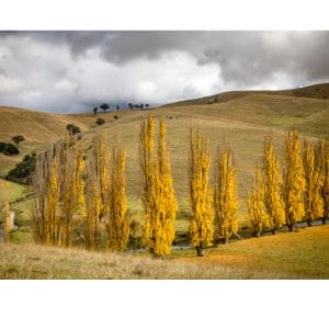 Lotje McDonald 1000 Piece Jigsaw Puzzle – Ensay North Autumn Scene