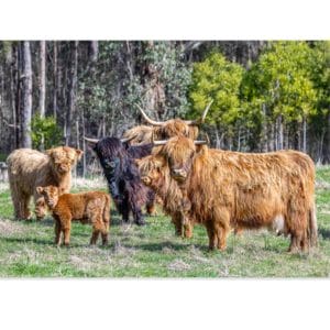 Lotje McDonald 1000 Piece Jigsaw Puzzle – Highland Cows