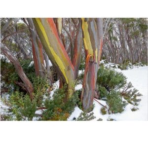 Lotje McDonald 1000 Piece Jigsaw Puzzle – Mt Baw Baw Snow Gums