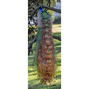 Lotje McDonald 1000 Piece Jigsaw Puzzle – Peacock