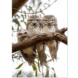 Lotje McDonald 1000 Piece Jigsaw Puzzle – Tawny Frogmouth Family