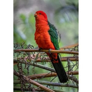 Lotje McDonald 260 Piece Large-Format Jigsaw Puzzle – King Parrot