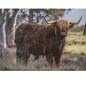 Lotje McDonald 260 Piece Large-Format Jigsaw Puzzle – Highland Cow