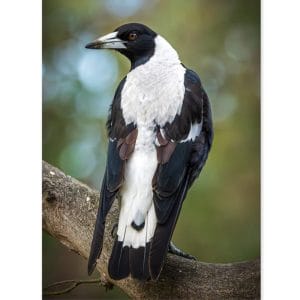 Lotje McDonald 260 Piece Large-Format Jigsaw Puzzle – Magpie