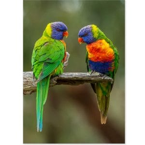 Lotje McDonald 260 Piece Large-Format Jigsaw Puzzle – Rainbow Lorikeets