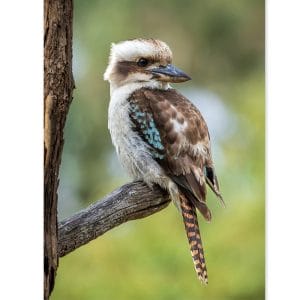 Lotje McDonald 260 XL Piece Jigsaw Puzzle – Laughing Kookaburra