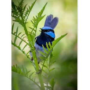 Lotje McDonald 260 XL Piece Jigsaw Puzzle – Superb Fairywren
