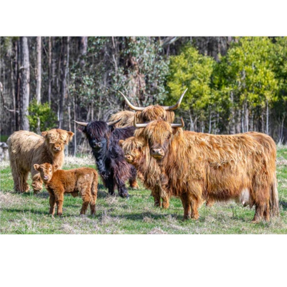 Lotje McDonald 500 Piece Large-Format Jigsaw Puzzle – Highland Cows
