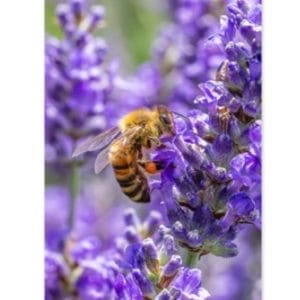 Lotje McDonald 500 Piece Large-Format Jigsaw Puzzle – Lavender Bee