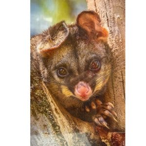Lotje McDonald 60 Piece Tray Puzzle – Possum Joey