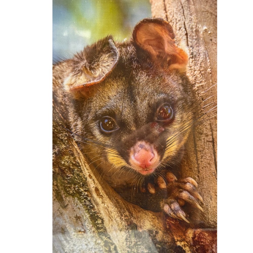 Lotje McDonald 60 Piece Tray Puzzle – Possum Joey