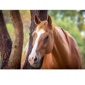 Lotje McDonald 260 Piece Large-Format Jigsaw Puzzle – Chestnut Horse