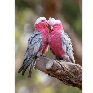 Lotje McDonald 260 Piece Large-Format Jigsaw Puzzle – Galahs Grooming