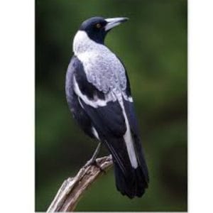 Lotje McDonald 260 Piece Large-Format Jigsaw Puzzle – Magpie – Walhalla