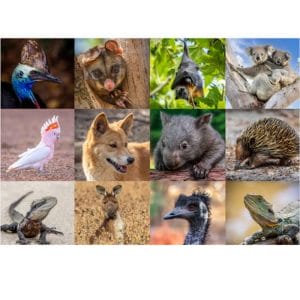 Lotje McDonald 500 Piece Large-Format Jigsaw Puzzle – Australian Native Fauna