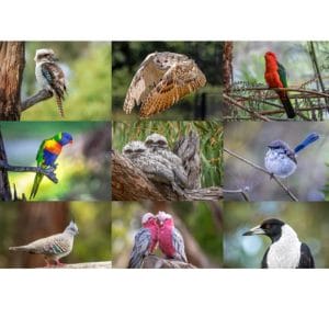 Lotje McDonald 500 Piece Large-Format Jigsaw Puzzle – Birds
