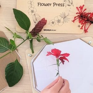 Koala Dream Australian Flora Flower Press