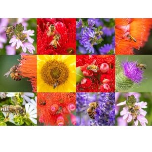 Lotje McDonald 1000 Piece Jigsaw Puzzle – Busy Bees