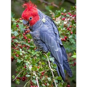 Lotje McDonald 1000 Piece Jigsaw Puzzle – Gang-Gang Cockatoo