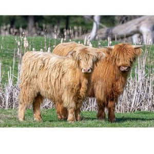 Lotje McDonald 1000 Piece Jigsaw Puzzle – Highland Cow Juveniles