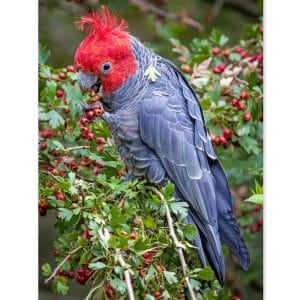 Lotje McDonald 260 XL Piece Jigsaw Puzzle – Gang-Gang Cockatoo