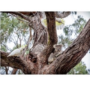 Lotje McDonald 260 XL Piece Jigsaw Puzzle – Get Out of Our Tree
