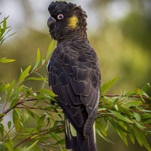 Lotje McDonald 260 XL Piece Jigsaw Puzzle – Yellow-tailed Black Cockatoo
