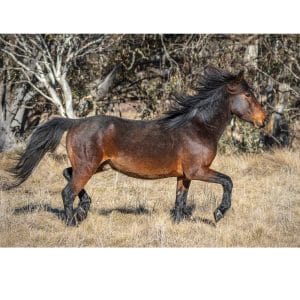 Lotje McDonald 260 Piece Jigsaw Puzzle – Dinner Plain Brumby