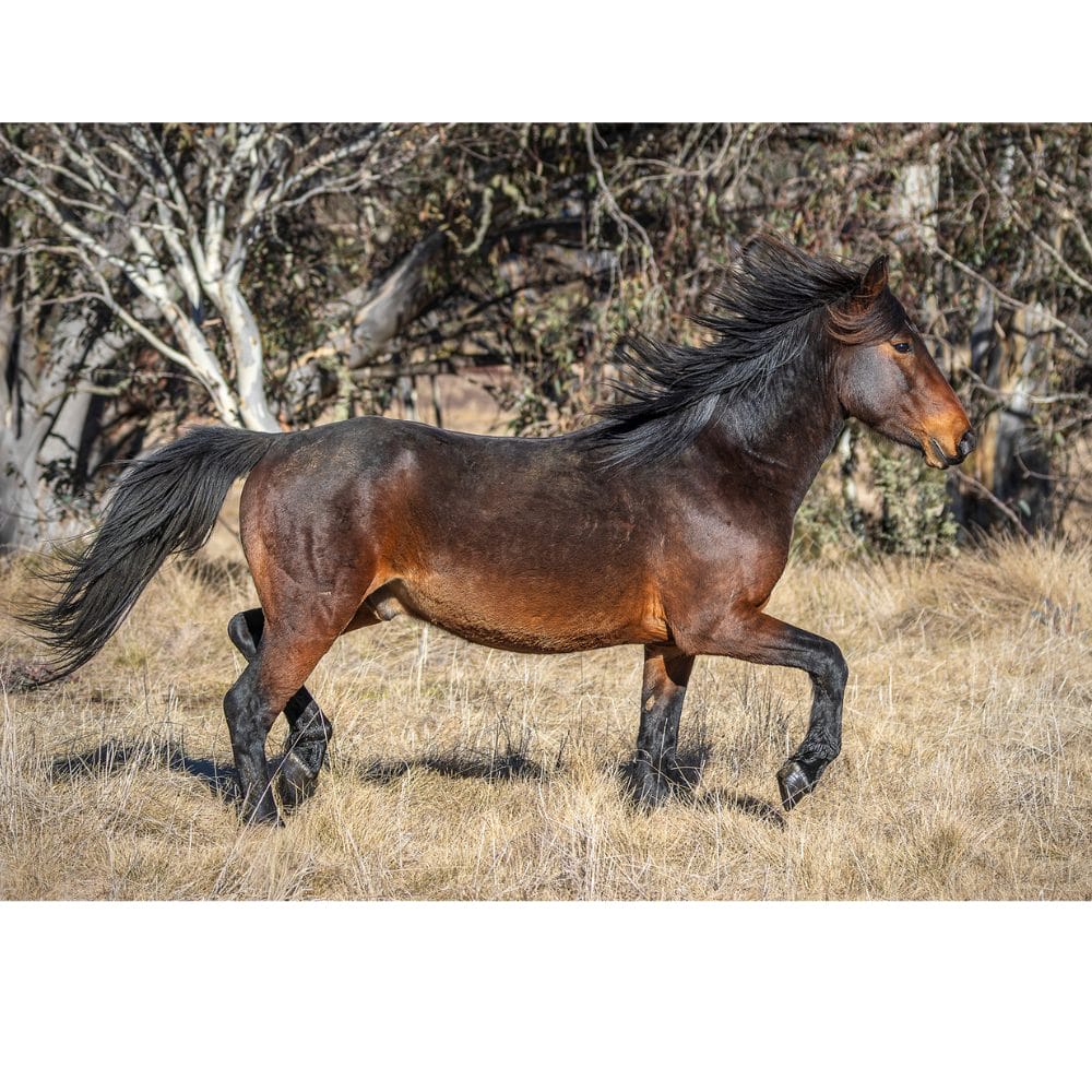 Lotje McDonald 260 Piece Jigsaw Puzzle – Dinner Plain Brumby