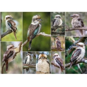 Lotje McDonald 260 Piece Jigsaw Puzzle – Kookaburra Cackles
